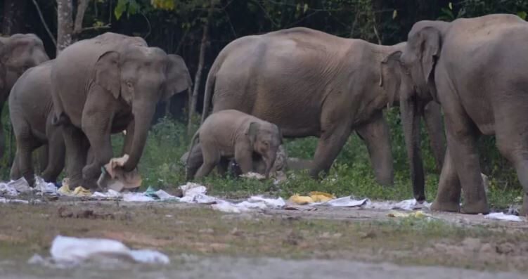 Define wildlife sanctuary class 8 picture