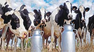 Dairy Sector in India 