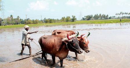 Agriculture Sector in India and its problems "EMPOWER IAS"