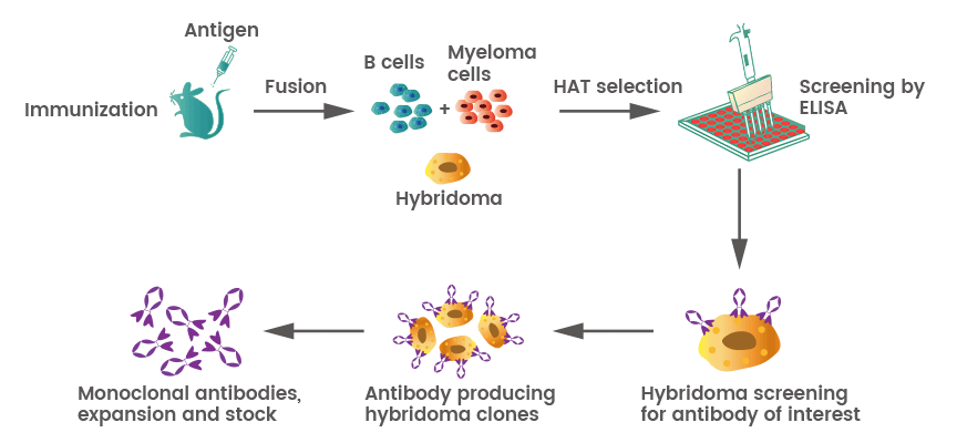 Monoclonal Antibodies "EMPOWER IAS"