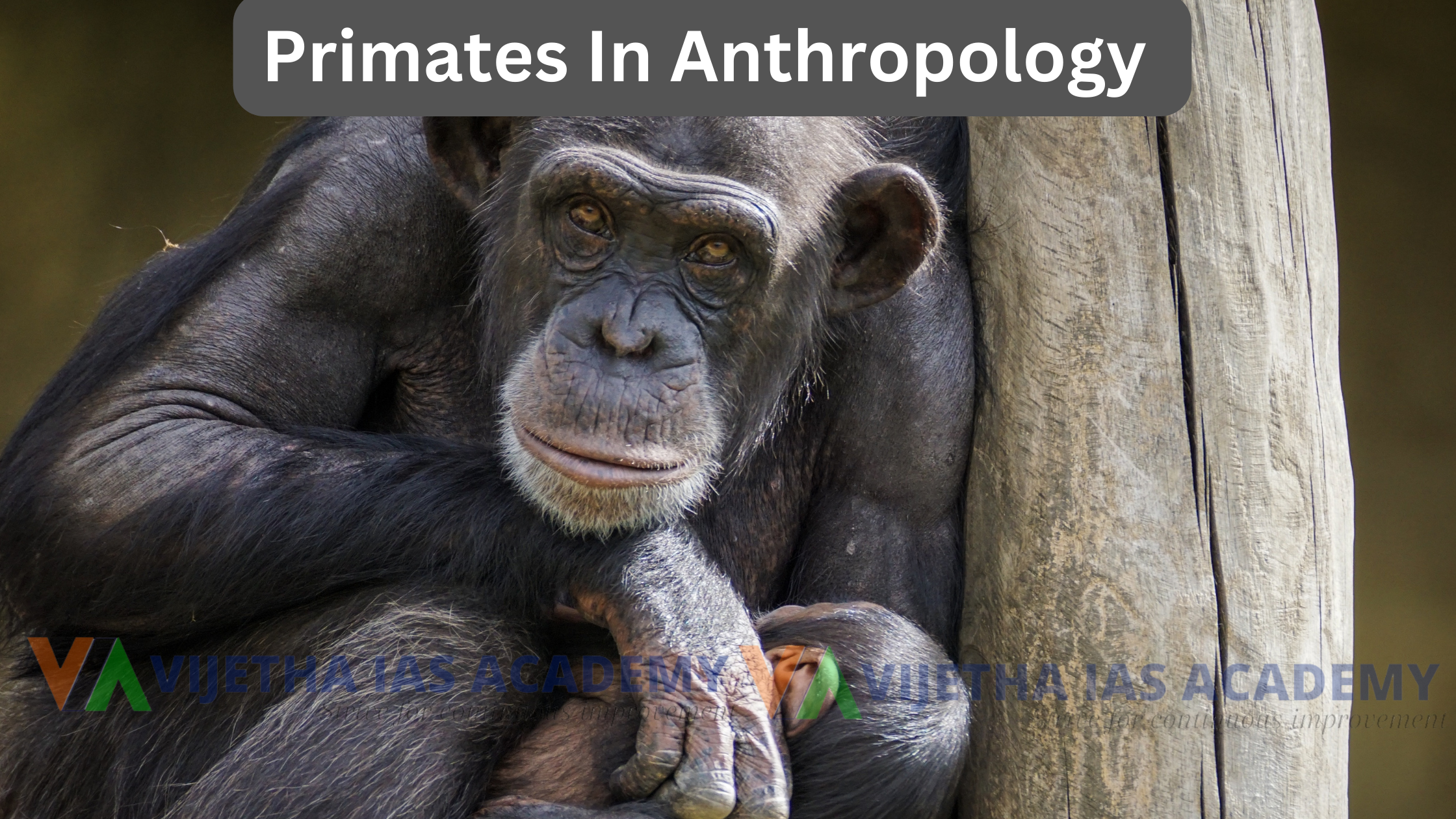 Primates Anthropology Optional UPSC