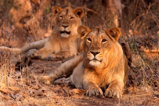 img-16th Asiatic Lion Census (2025)