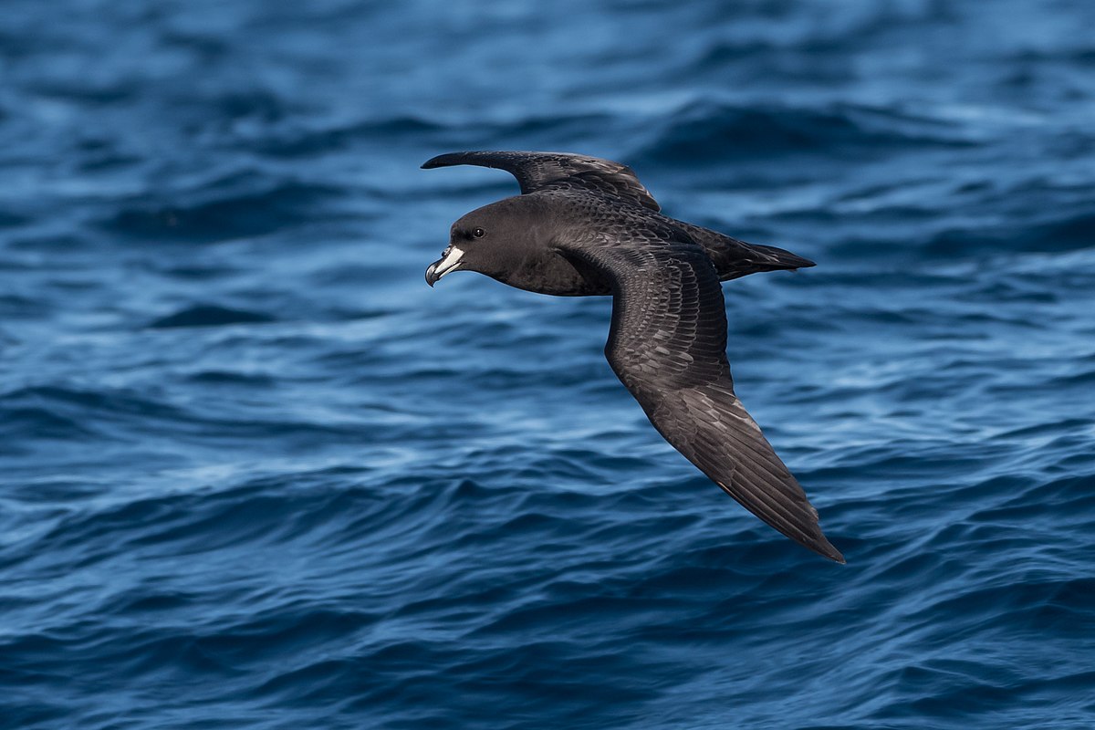 img-Pelagic Birds: Masters of the Open Ocean