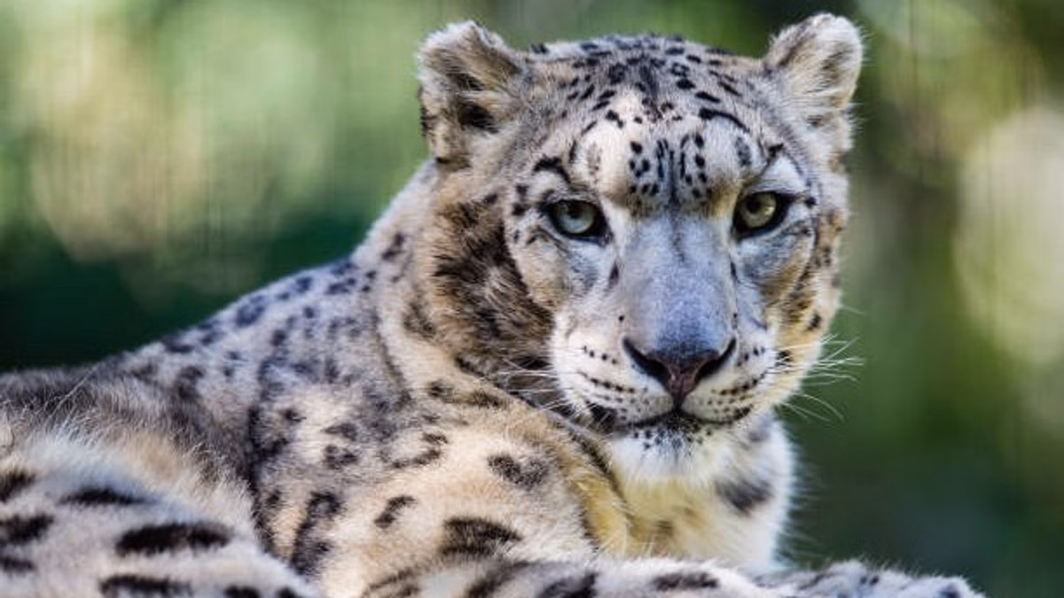 img-477 Snow Leopards in Ladakh: Study