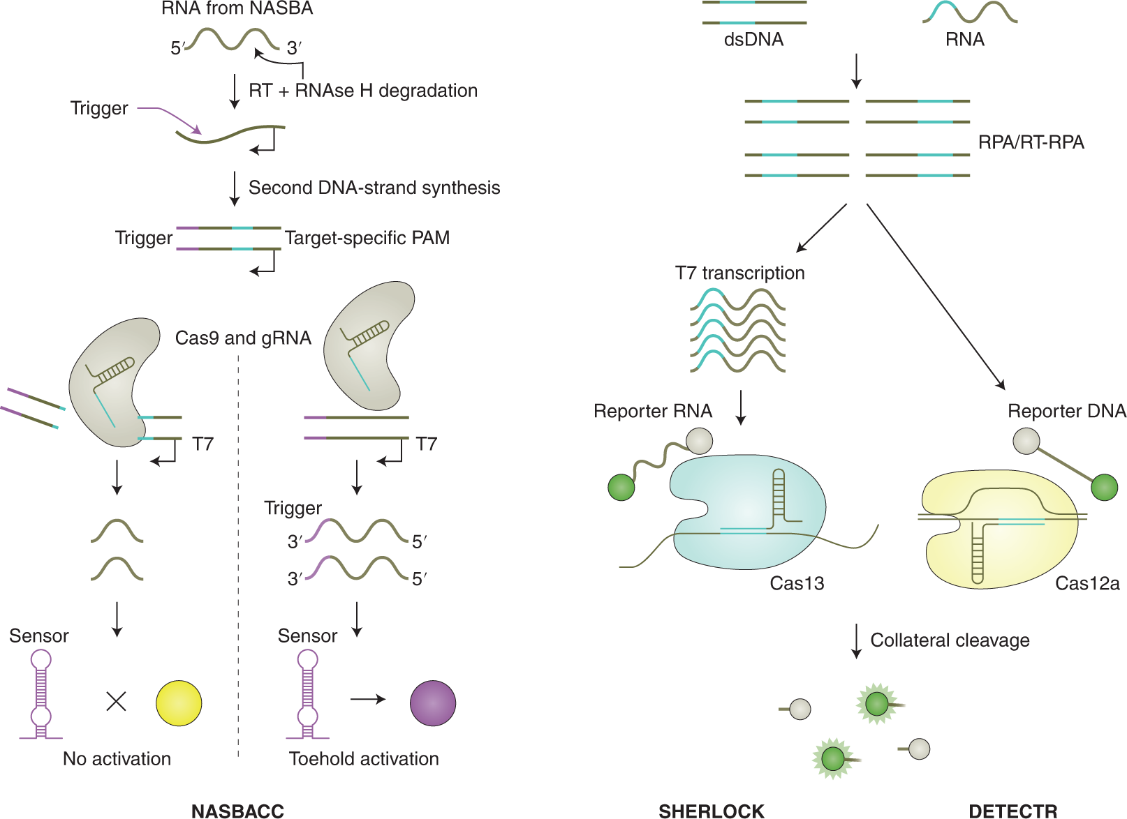 img-ACTREC’s RAPID-CRISPR Test: Fast-Tracking Diagnosis of a Rare Blood Cancer