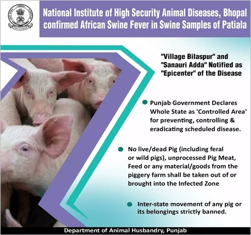 img-AFRICAN SWINE FEVER AND PYGMY HOGS