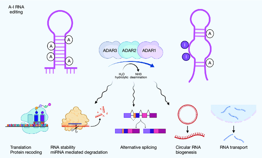 img-A-to-I RNA Editing