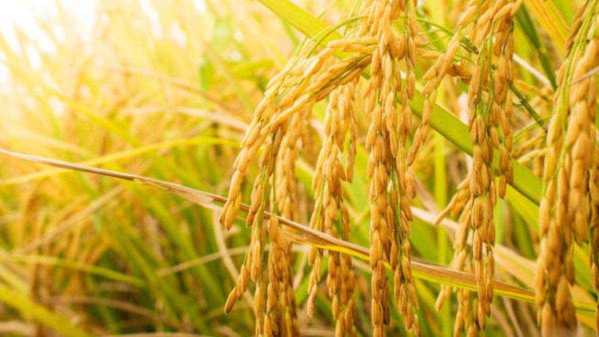 img-Asian Rice Pangenome Unveiled: A Genetic Breakthrough for Resilient Crops