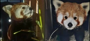 img-Christmas Gift for Darjeeling: Two Red Pandas from Rotterdam Zoo