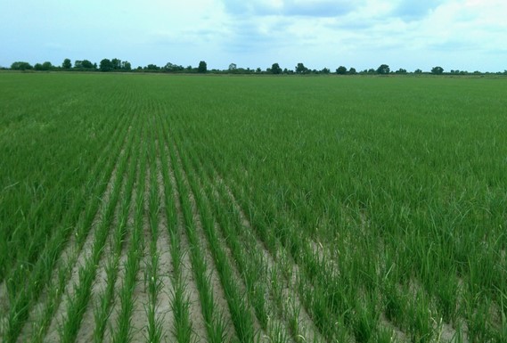 img-DIRECT-SEEDING METHOD