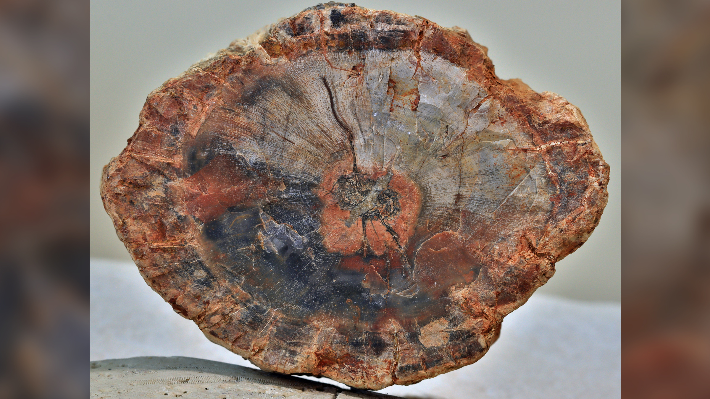 img-Discovery of petrified wood fossil