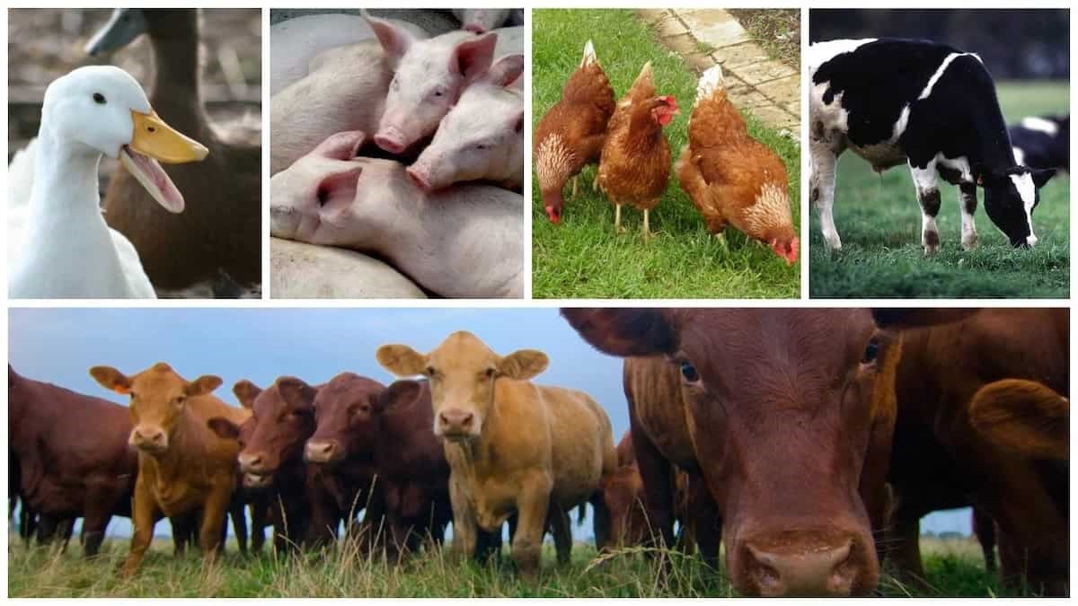 economics-of-animal-rearing-ensure-ias