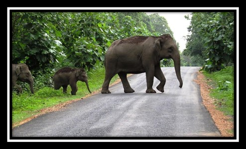img-Elephant Corridors of India, 2023
