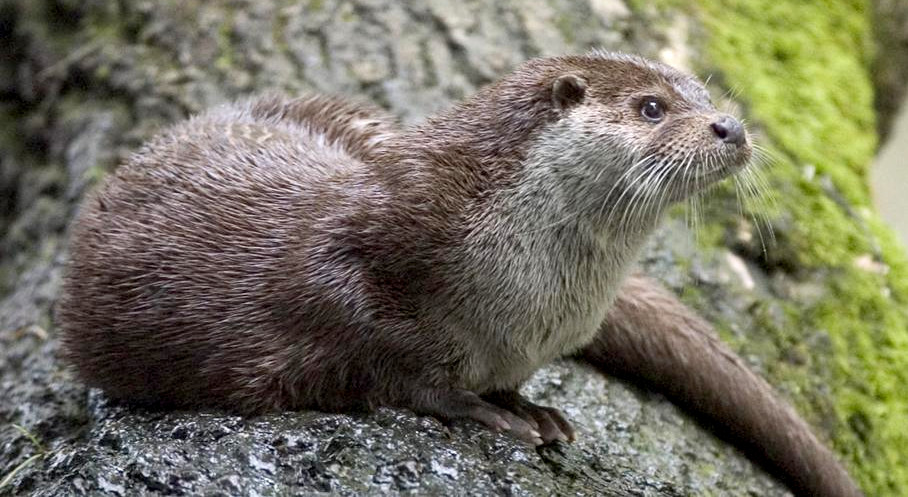 img-Eurasian Otter