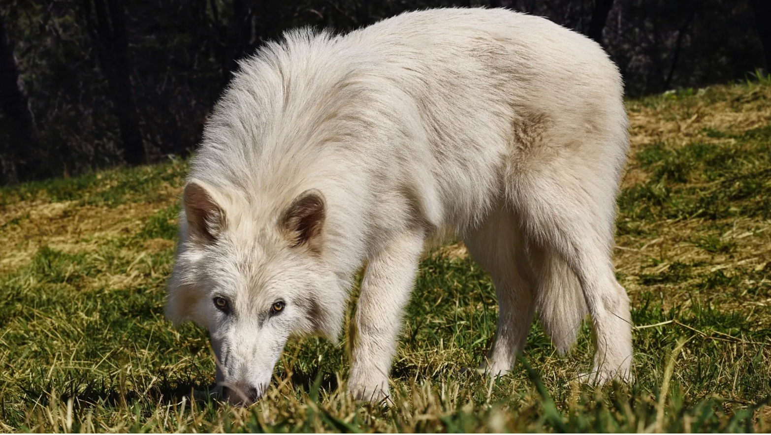 img-First successful De-extinction of Dire Wolfs executed