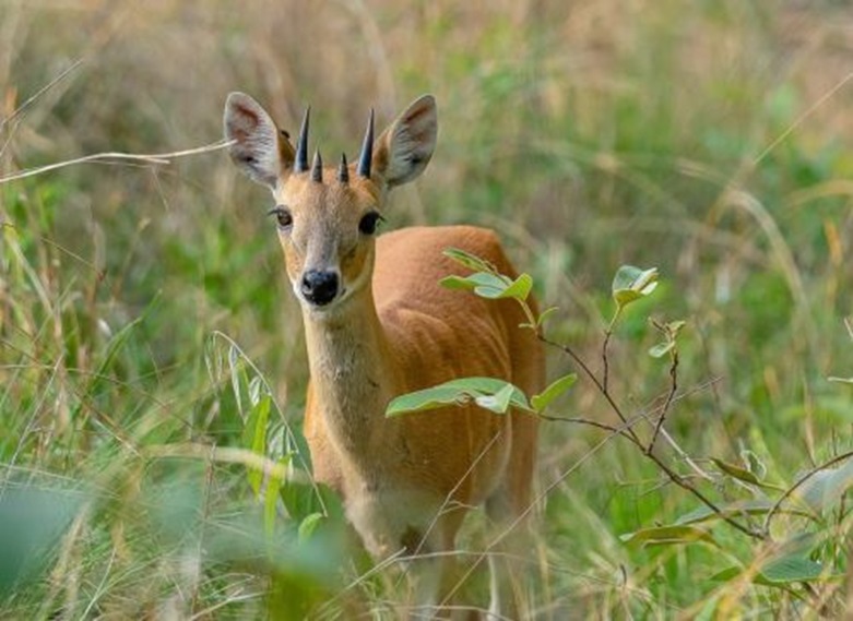 Rare 4-Horned Antelope Sighted In Veerangana Durgavati Tiger Reserve