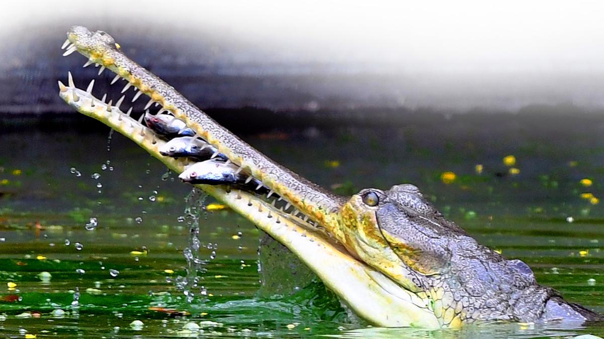 img-Gharial Conservation in India