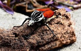 img-​​​​​​​Goliath Beetles Facing Extinction