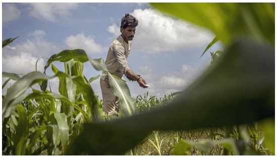 img-Government to Approve a Unique Scheme for Farmers