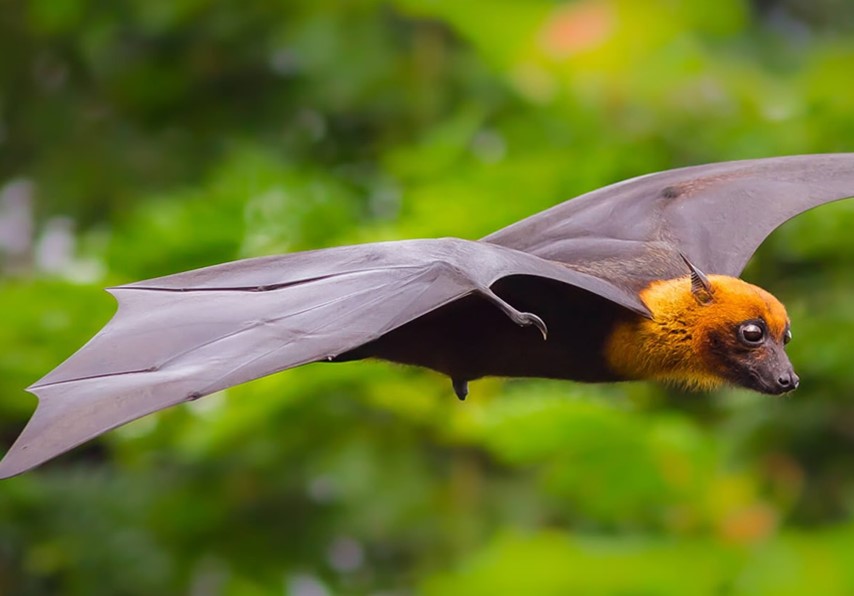 img-INDIAN FLYING FOX BAT: PTEROPUS GIGANTEUS