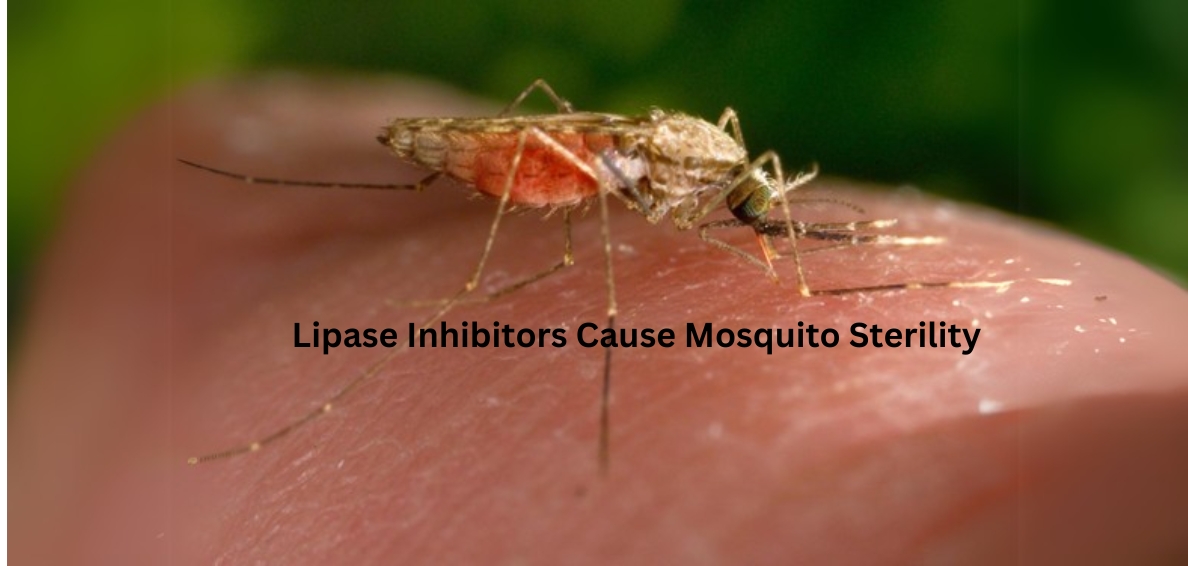 img-Lipase Inhibitors Cause Mosquito Sterility: Study Findings (2025)