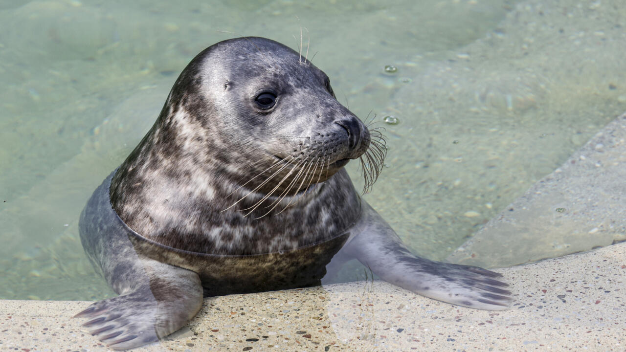 img-Lithuania Acts to Save Baltic Seals Amid Climate Crisis