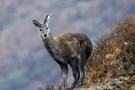 img-Musk Deer Conservation: CZA Highlights Inaction in Indian Zoos