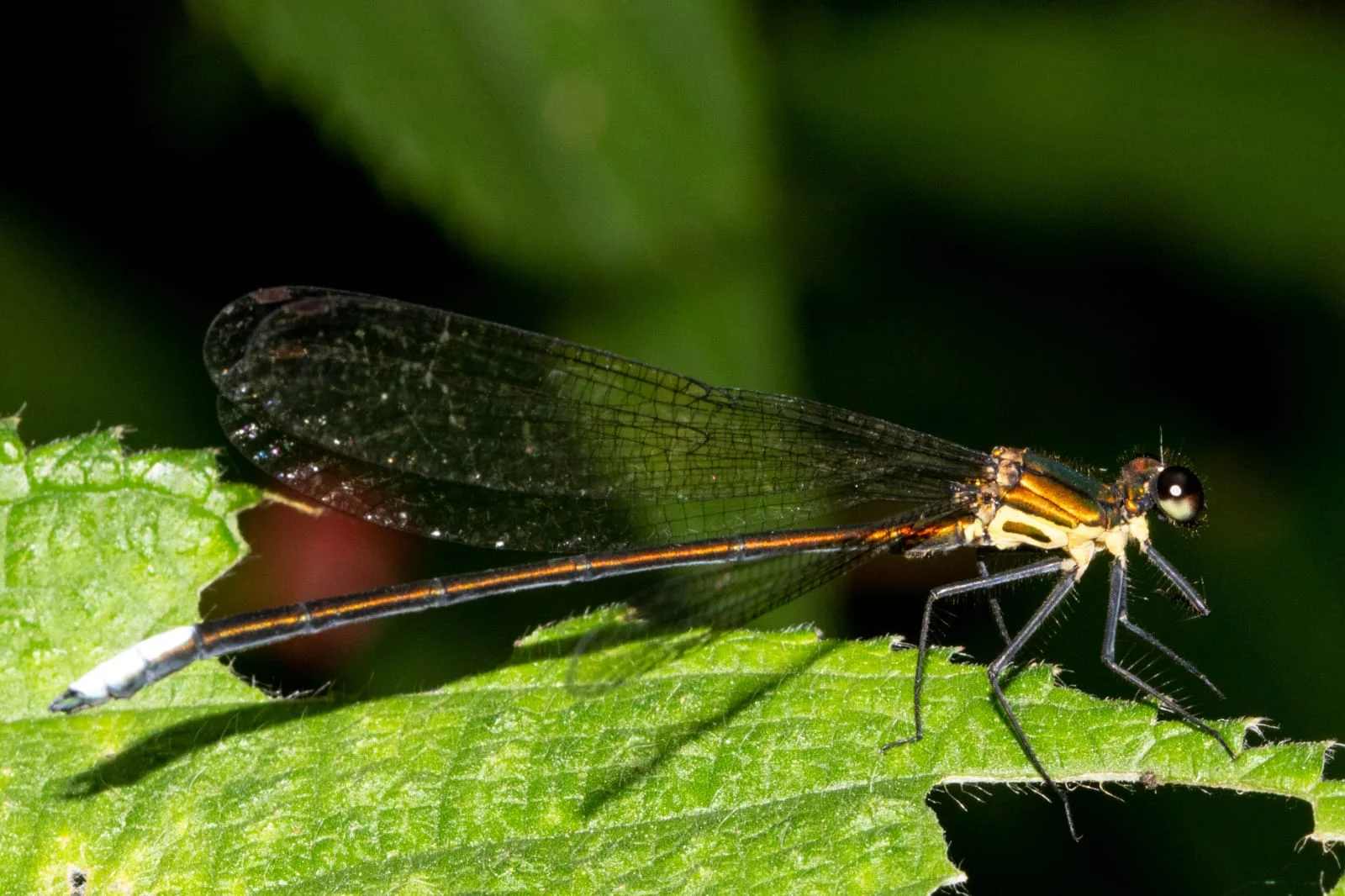 img-New Damselfly Species Discovered: Caliphaea Sinuofurcata