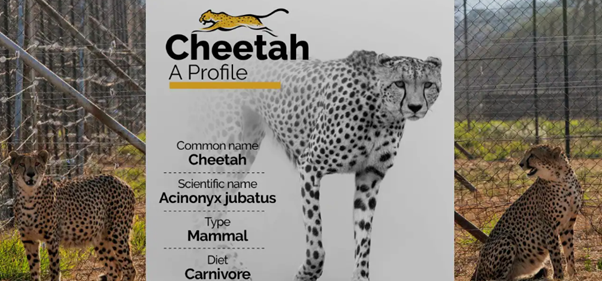 One Year Of Project Cheetah In India Progress Report