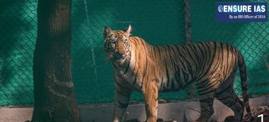 img-Operation to Capture Tigress Zeenat