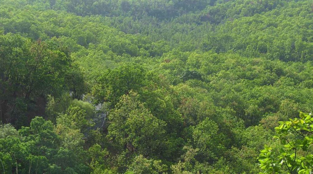 img-Outdated Forest Data of Forest Survey of India
