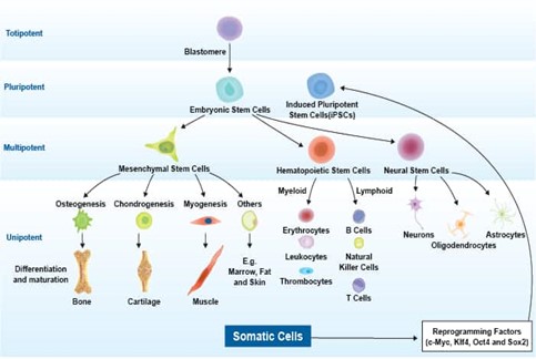 img-Researchers in US created synthetic human embryo like structures