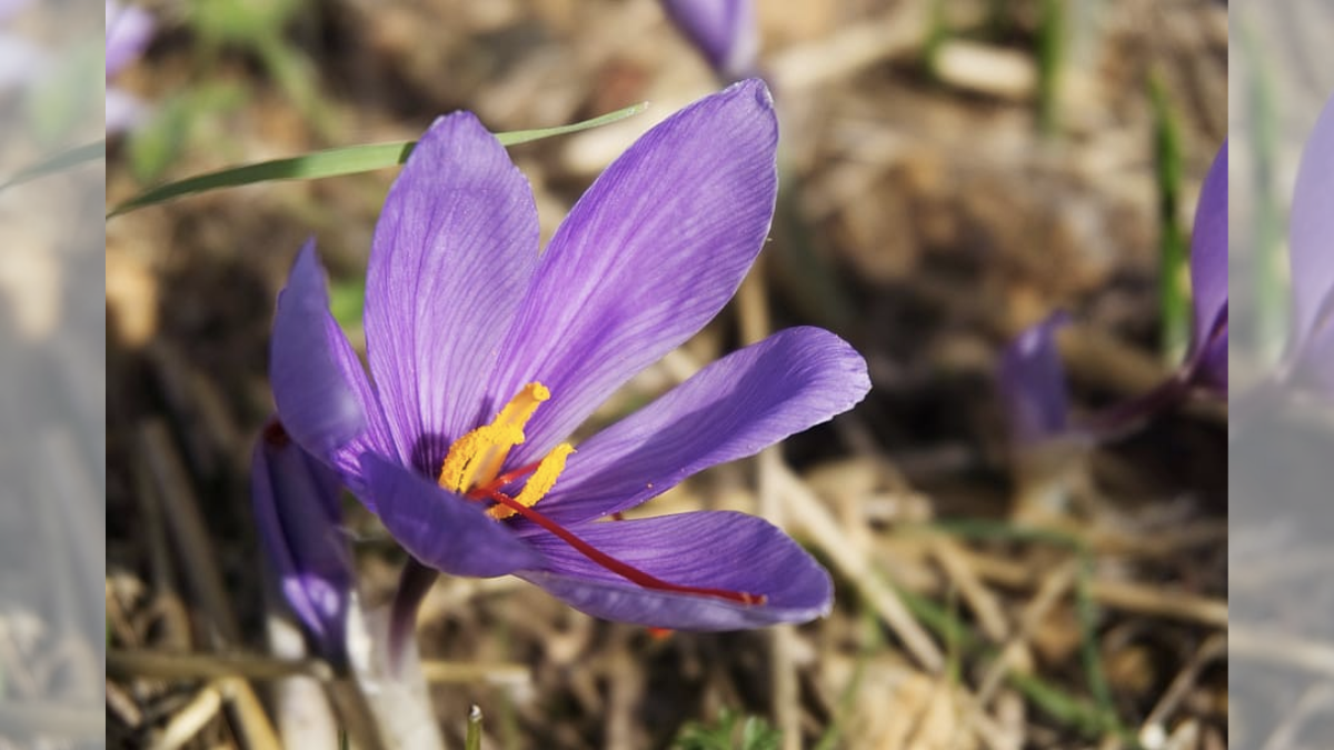 img-Saffron Cultivation in North-East India