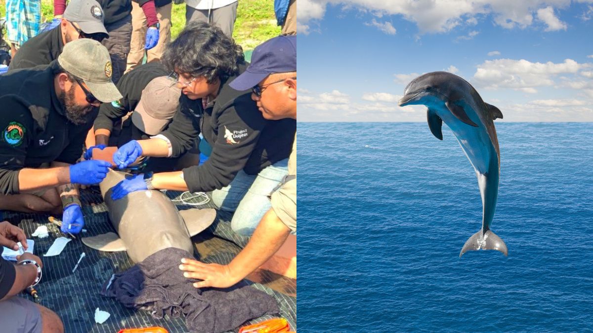 img-1st Satellite Tagging of Ganges River Dolphin