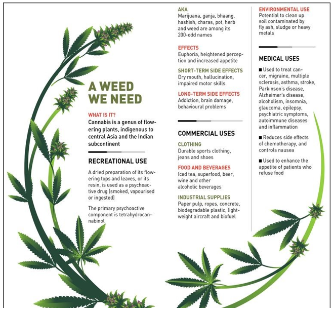 img-Himachal Pradesh on legalizing Cannabis cultivation