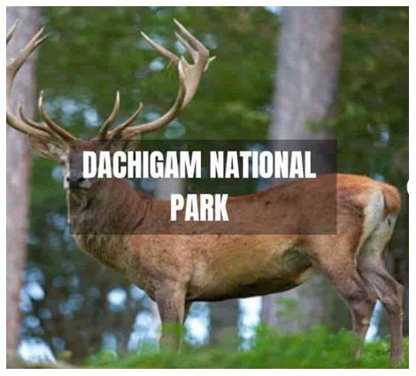 img-DACHIGAM NATIONAL PARK and OVERA-ARU WILDLIFE SANCTUARIES