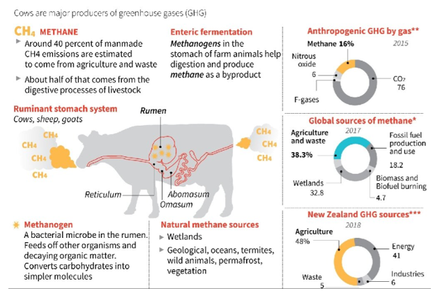 Cattle Emissions Of Methane – Cattle Production Methane Emissions – ACTNCI