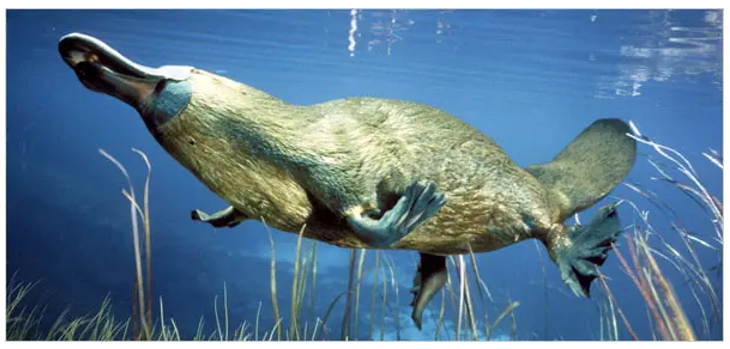 img-PLATYPUS