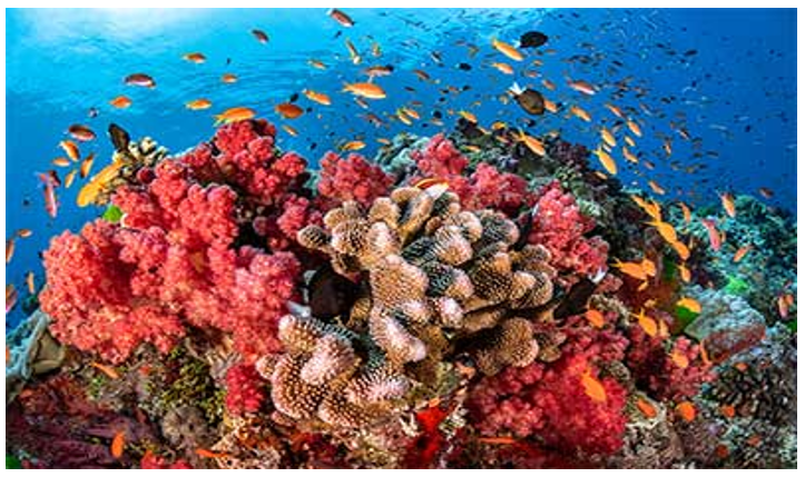 img-Coral Reef Breakthrough