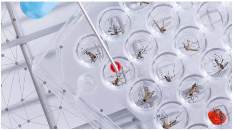 img-Genetically Engineered Insects