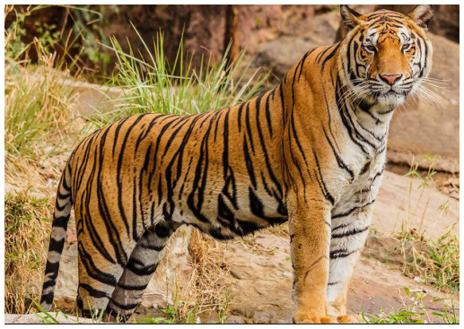 img-Global Tiger Numbers Rise Southeast Asia Faces Habitat Threats