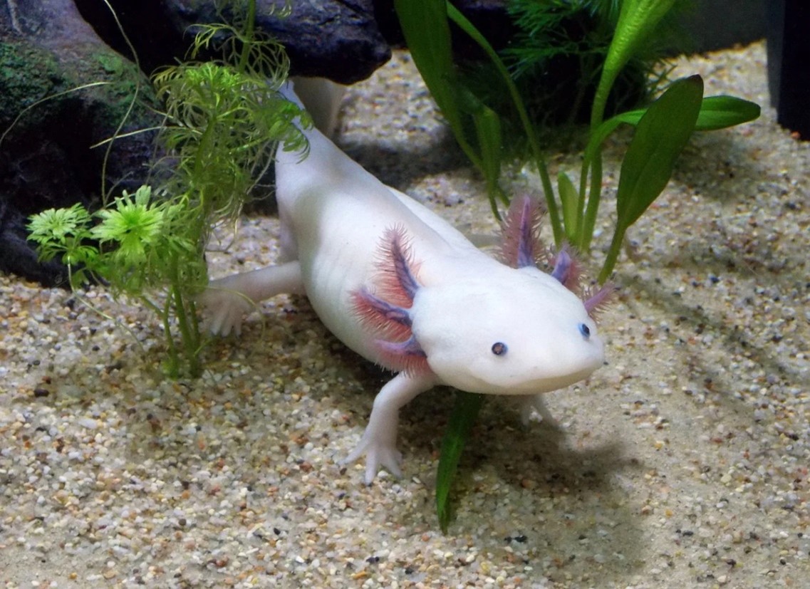 img-THE AXOLOTL