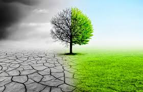 img-When Saving Nature Here Hurts Nature There: The Challenge of Biodiversity Leakage