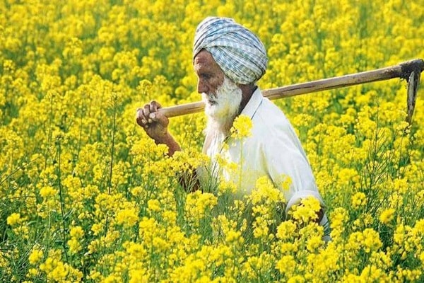 img-The Mustard Oil Shift in India