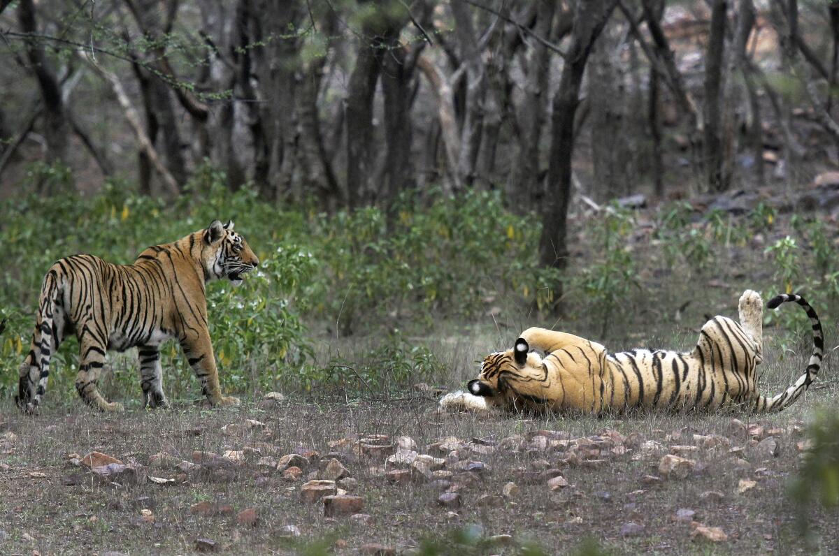 img-Tigers Outside Tiger Reserves Initiative