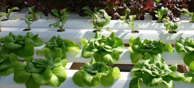 img-Tripura Advances Large-Scale Hydroponics to Boost Sustainable Farming