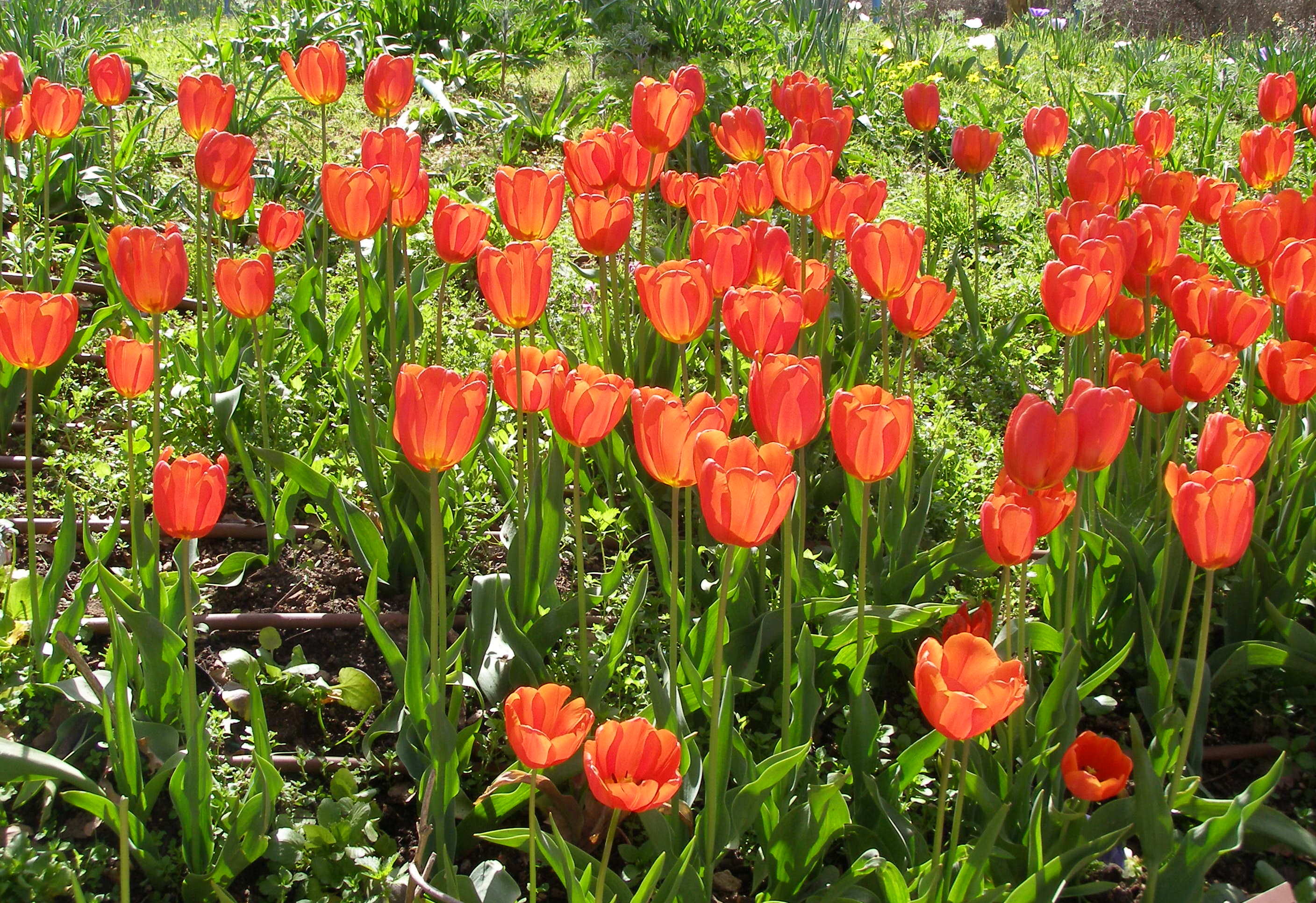 img-Tulips: Key Information and Indigenization Efforts