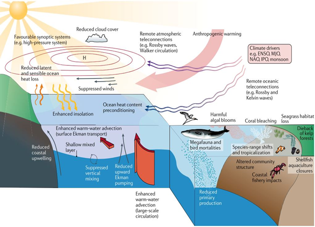 img-WMO forecasts regarding heatwaves in oceans
