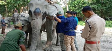 img-When Rules Fail to Protect Captive Elephants/Captive Elephant (Transfer or Transport) Rules, 2024