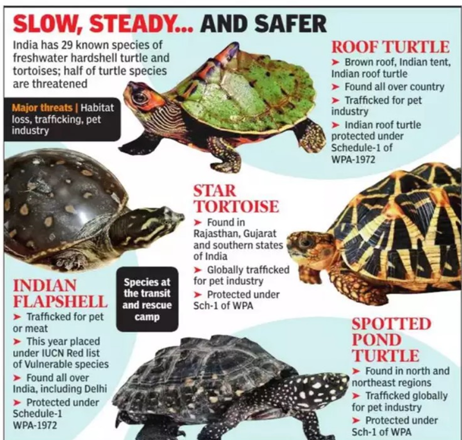 Illicit Trade Of Tortoises And Hard-shell Turtles